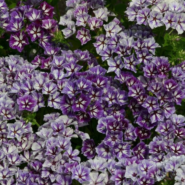 Phlox 'Sugar Stars' Kings Quality Pack Flower Seeds