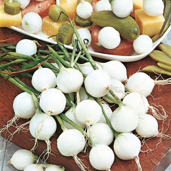 Onion 'Paris Silverskin' Pack Kings Vegetable Seeds