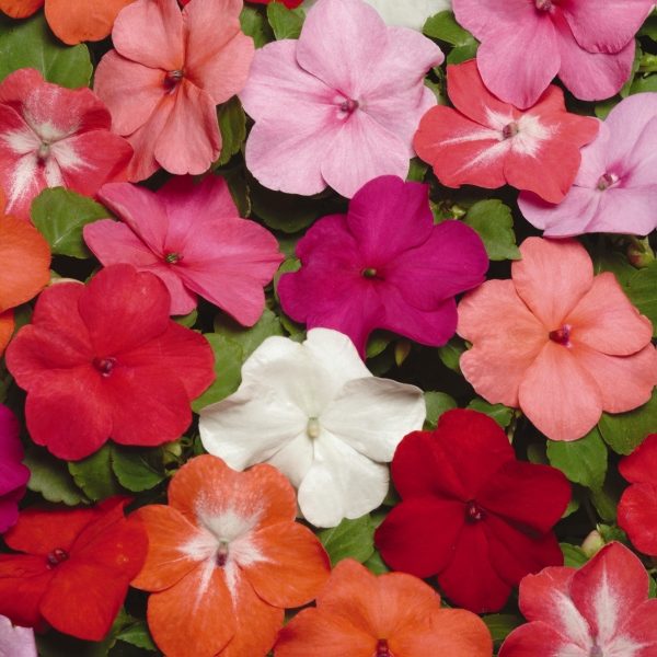 Impatiens (Bizzie Lizzie) Super Eflin Mix F1 Pack Kings Seeds