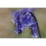 Wildflowers Range 'Bluebell' Pack Kings Seed