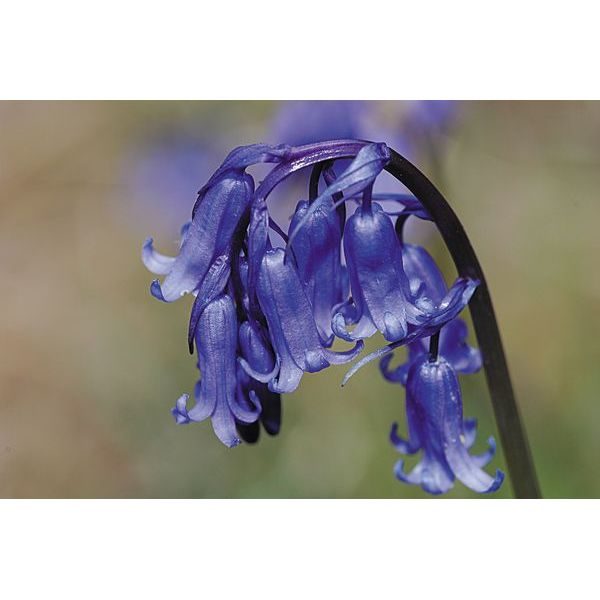 Wildflowers Range 'Bluebell' Pack Kings Seed