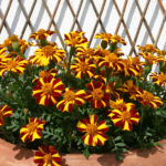 French Marigold 'Mr Majestic' Pack Kings Quality Seeds
