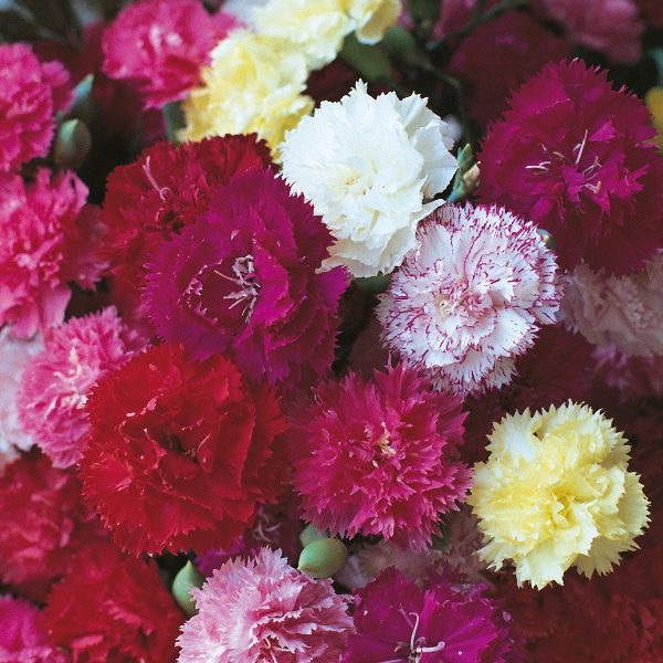 Carnation 'Hardy Border Mixed' Kings Quality Pack Flower Seeds