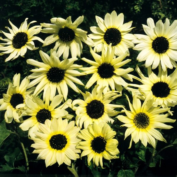 Sunflower 'Vanilla Ice' King's Quality Pack Flower Seeds