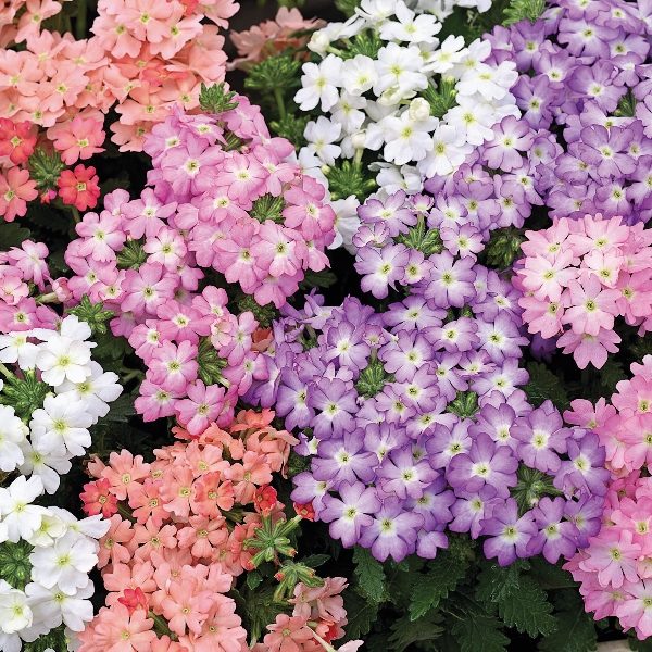 Verbena Tuscany 'Pastel Shades' Pack King's Quality Seeds