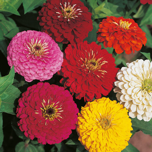 Zinnia 'Dahlia Flowered Mix' Pack Kings Quality Seeds