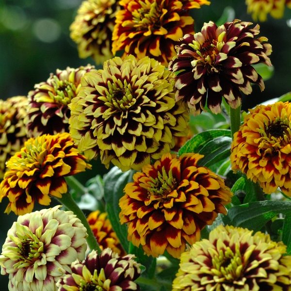 Zinnia Haageana Jazzy Mixture Pack King's Quality Seeds