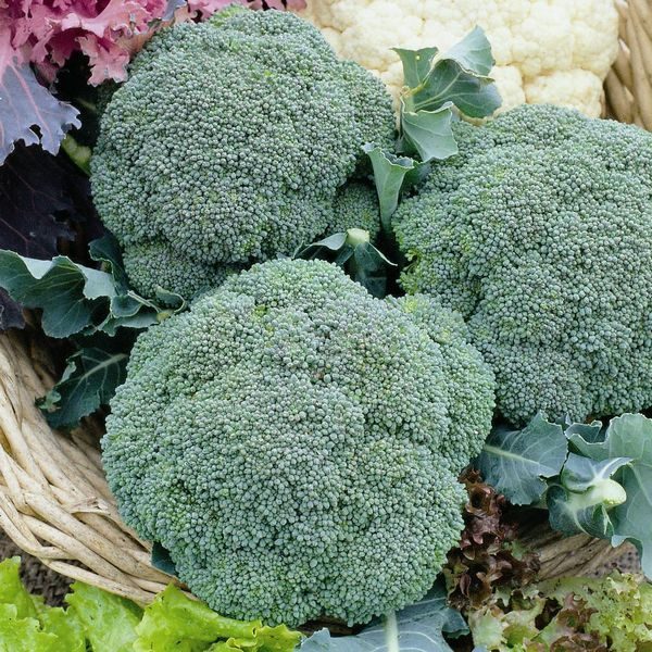 Calabrese 'Green Magic F1' Pack Kings Vegetable Seed Seeds