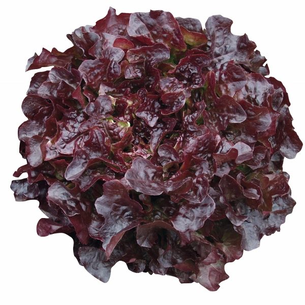 Lettuce Oakleaf 'Navara' King's Pack Vegetable Seeds