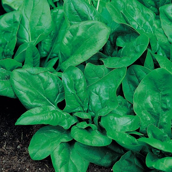 Spinach Matador Pack King's Quality Seeds