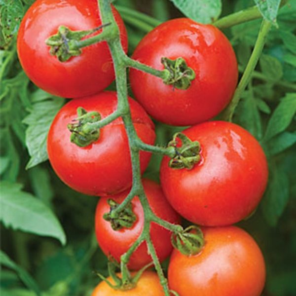 Tomato Mountain Magic F1 Pack King's Quality Seed