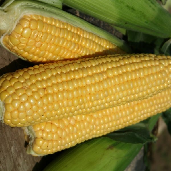 Sweet Corn Lark F1 King's Quality Pack Vegetable Seed