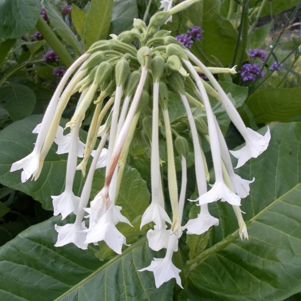 Nicotiana White Trumpets King's Quality Pack Flower Seed