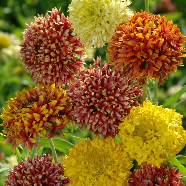 Gaillardia Pulchella 'Kings Double Mixed' Pack Quality Seeds