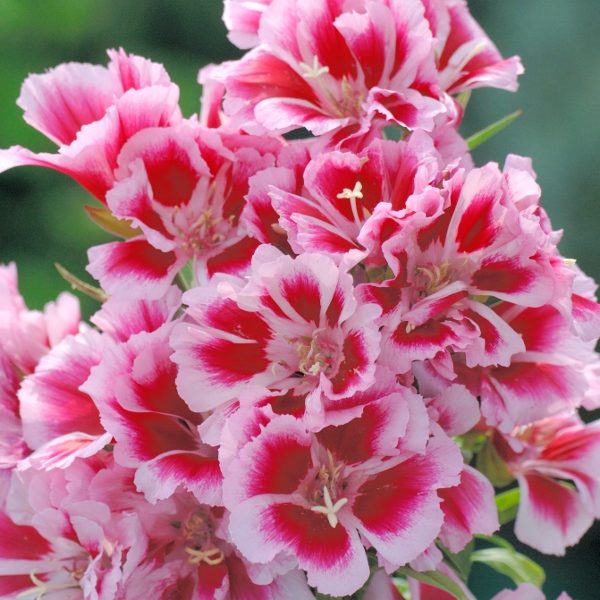 Godetia Amoena 'Rembrandt' Pack King's Quality Seeds