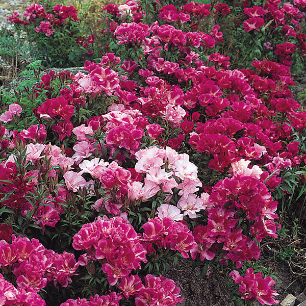 Godetia Dream Double Mixed Pack King's Quality Seeds