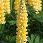 Lupin / Lupinus 'Gallery Yellow' Perennial Plug Plants Pack x6