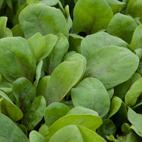 Salad Leaf / Spinach Red Kitten F1 Pack King's Seeds