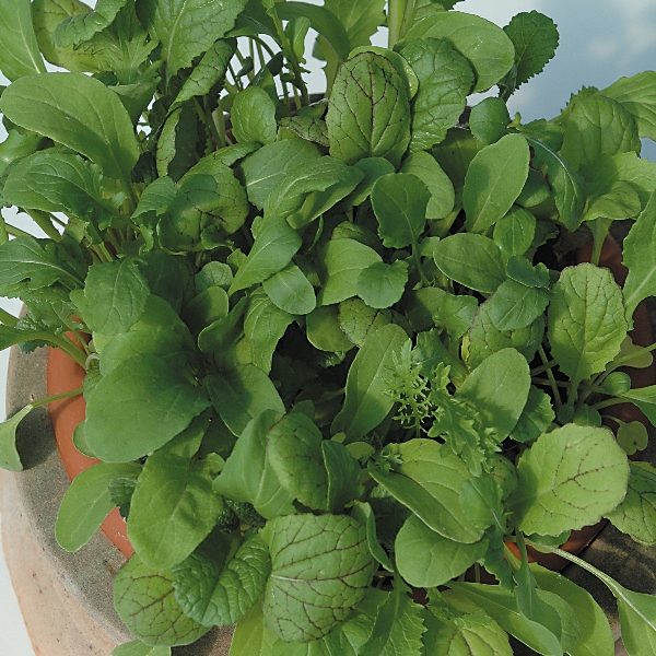 Salad Leaf 'Mixed Spicy Leaf' Pack King's Seeds