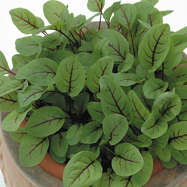 Salad Leaf Seed Sorrel 'Red Veined' Pack King's Seeds