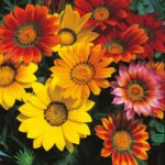 Gazania 'Splendens Mixed' Pack Kings Quality Flower Seeds