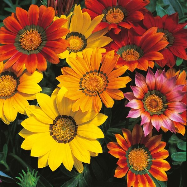 Gazania 'Splendens Mixed' Pack Kings Quality Flower Seeds