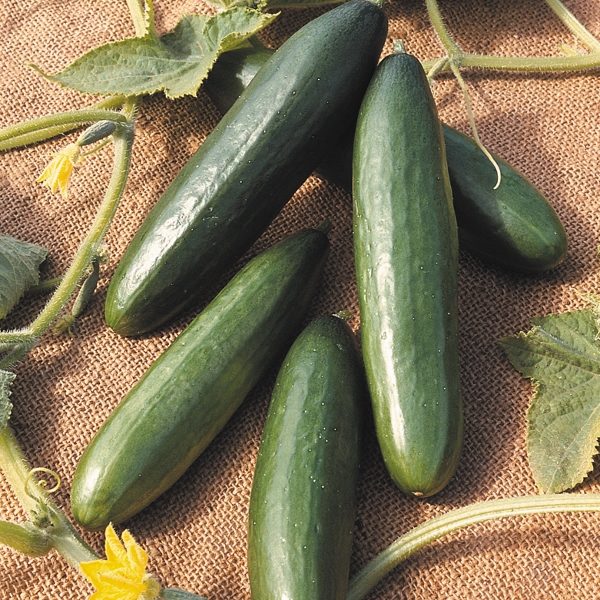 Cucumber 'La Diva' Pack Kings Vegetable Seeds