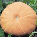Pumpkin 'Hundredweight' King's Quality Pack Vegetable Seeds