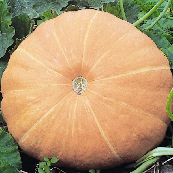 Pumpkin 'Hundredweight' King's Quality Pack Vegetable Seeds