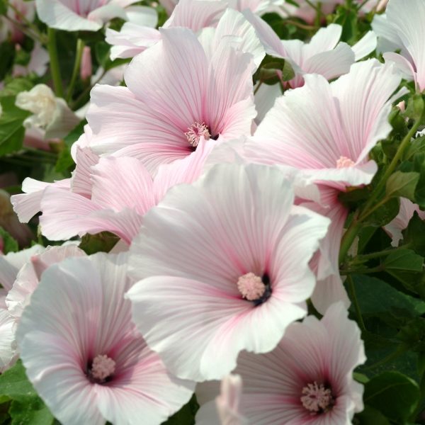 Lavatera Dwarf Pink Blush Pack King's Quality Seeds