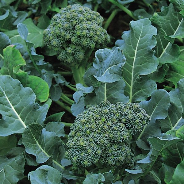 Calabrese Green Sprouting Pack Kings Vegetable Seeds