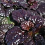 Ajuga Reptans 'Black Scallop' XXL Supersize Plug Plants