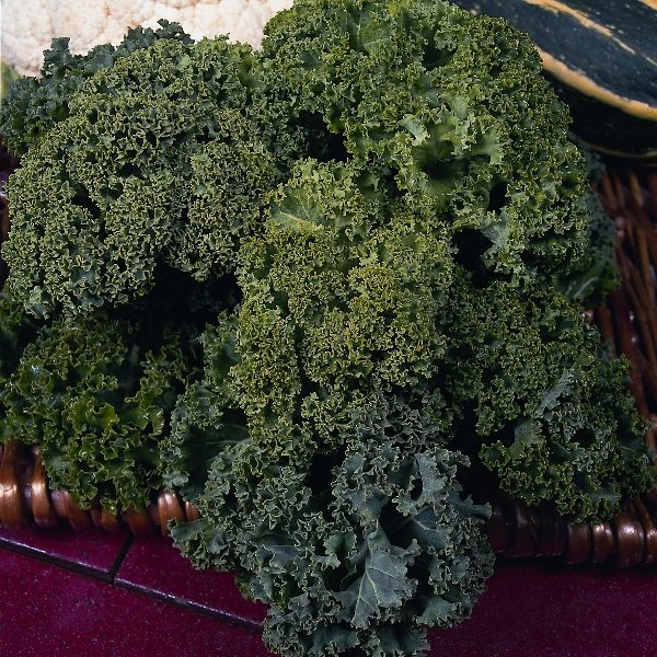Kale Borecole Dwarf Green Curled (Award of Merit) Pack Kings Seed