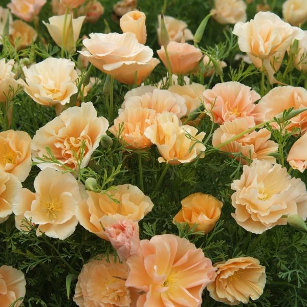 Eschscholtzia Peach Sorbet (Californian Poppy) Pack King's Seeds