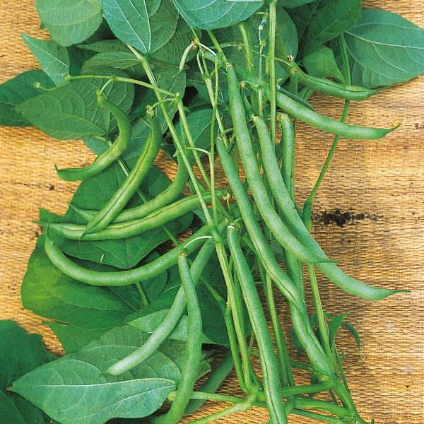 Climbing French Bean Blue Lake Pack King's Seeds