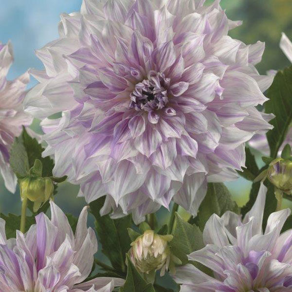 Dahlia Bulb/Tuber Large Decorative 'Mom's Special' Quality WPC Prins Exotic Bulbs