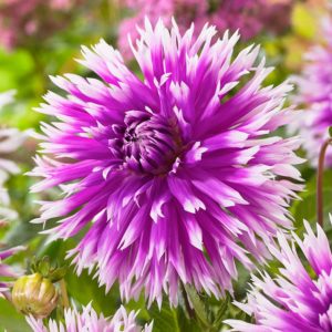 Special Cactus Dahlia /'Tahiti Sunrise/' W.P.C Prins Quality Bulbs /& Tubers