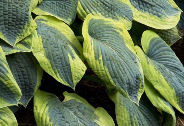 Hosta Sieboldiana (Francis Williams) WPC Prins Bulb/Tuber//Root Pack x1