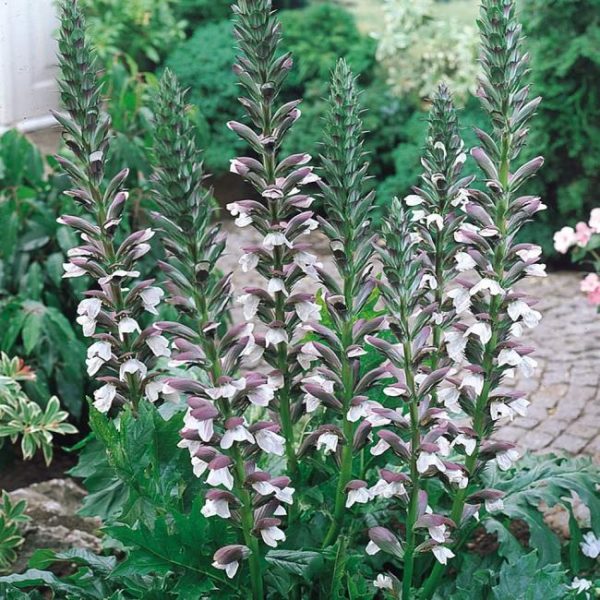 Acanthus Mollis WPC Prins Bulbs & Tubers Pack x1 Bareroot Perennial
