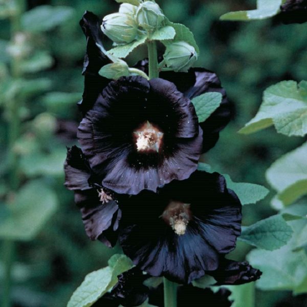 Hollyhock 'Alcea Rosea Black' Bareroot Perennials WPC Prins Pack x 2