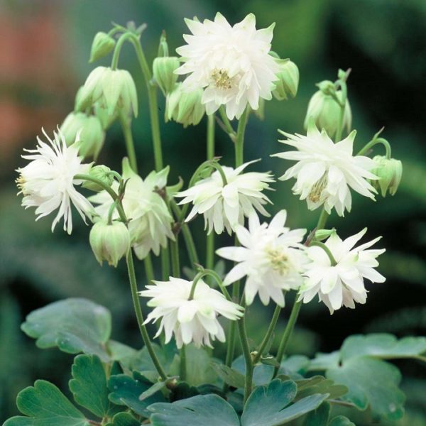 Aquilegia x Hybrida 'Green Apples' Perennial WPC Prins Bulb/Tuber/Root Pack x2