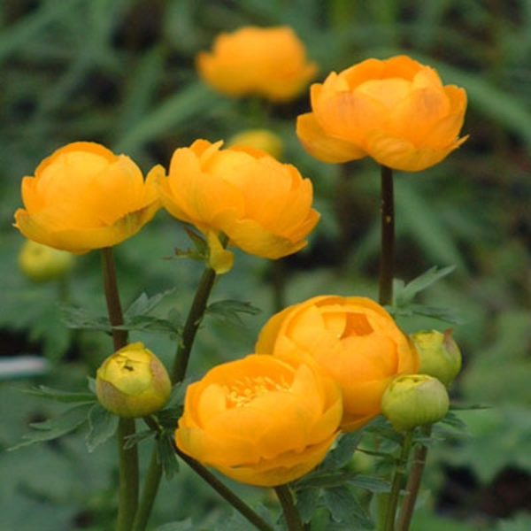 Trollius 'Globe Flower' WPC Prins Bulbs & Tubers Pack x 1 Bareroot Perennial