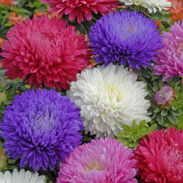 Aster 'Duchess Mixed' Pack Kings Quality Seeds