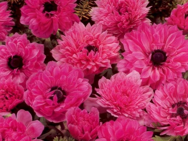 Anemone St. Brigid Pink Admiral Bulbs Top Quality WPC.Prins Pack x15 Bulbs/Corms