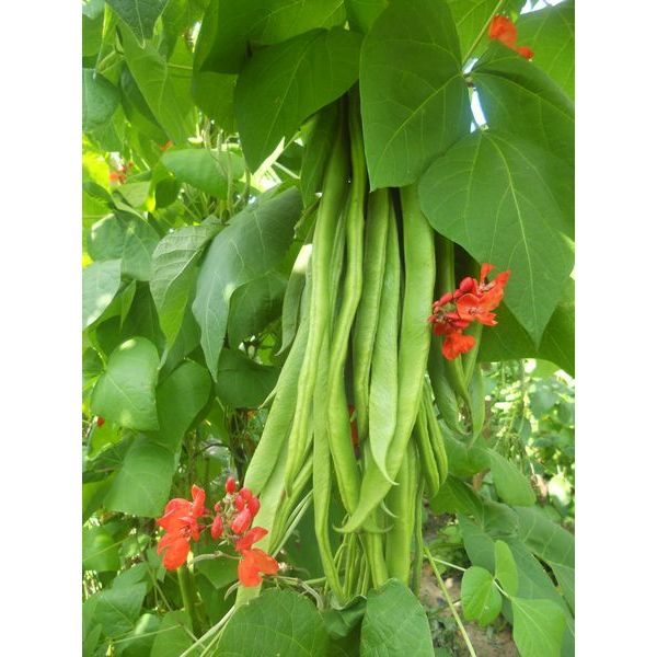 Runner Bean 'Firestorm' Pack King's Seeds