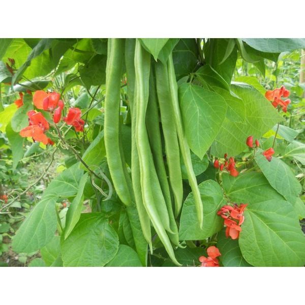 Runner Bean 'Benchmaster' Pack King's Seeds