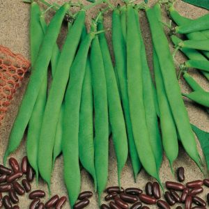 Dwarf French Bean 'Canadian Wonder' Pack King's Seeds