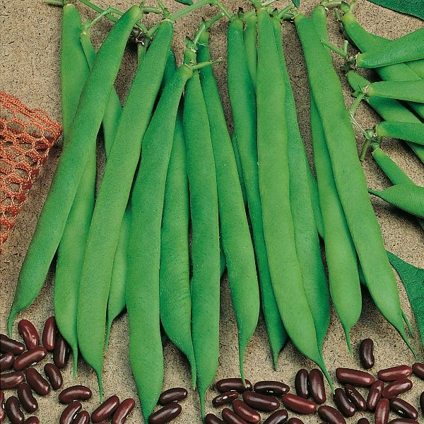 Dwarf French Bean 'Canadian Wonder' Pack King's Seeds