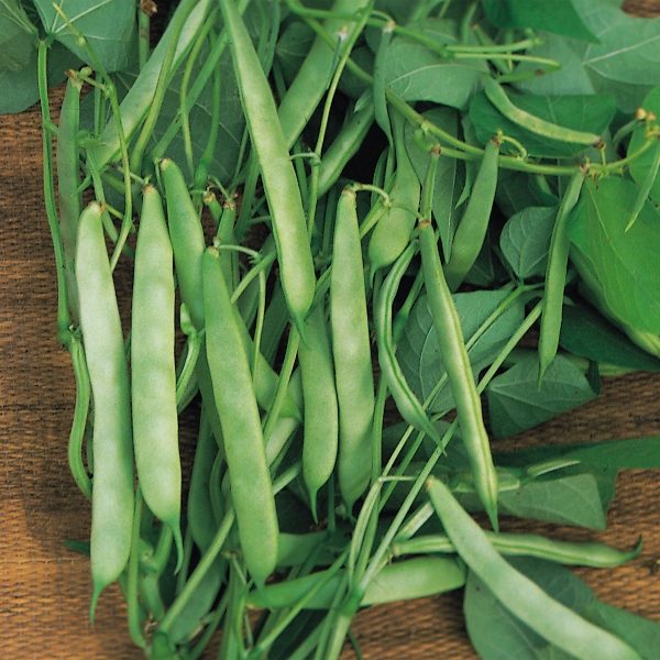 Dwarf French Bean 'Masterpiece Green' Pack King's Seeds