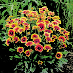 Gaillardia 'Goblin Dwarf' Perennial Pack Kings Seeds